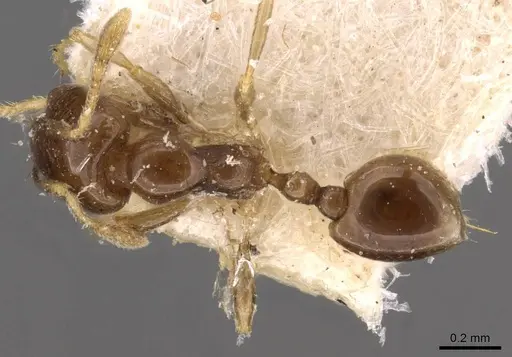 Carebara pygmaea - CASENT0908887