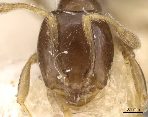 Carebara pygmaea - CASENT0908887