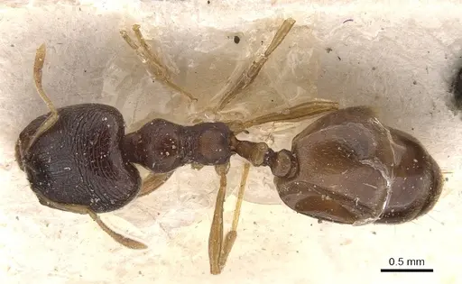 Carebara pygmaea - CASENT0908951