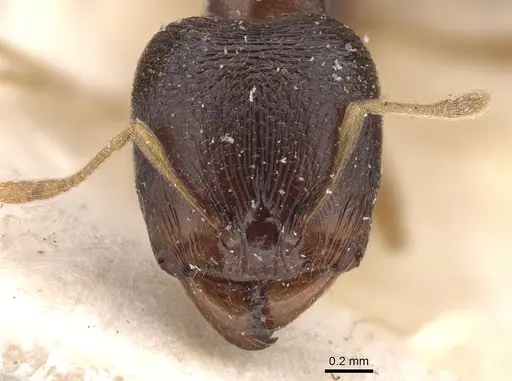 Carebara pygmaea - CASENT0908951