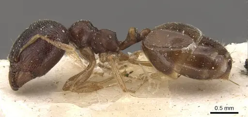 Carebara pygmaea - CASENT0908951