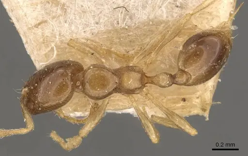 Carebara pygmaea - CASENT0908952