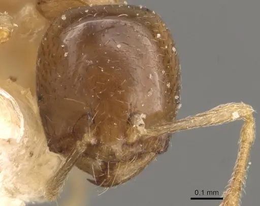 Carebara pygmaea - CASENT0908952