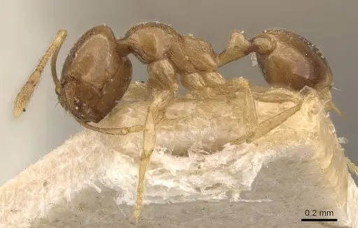 Carebara pygmaea - CASENT0908952