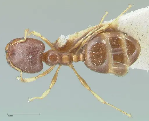 Carebara pygmaea - FOCOL1913