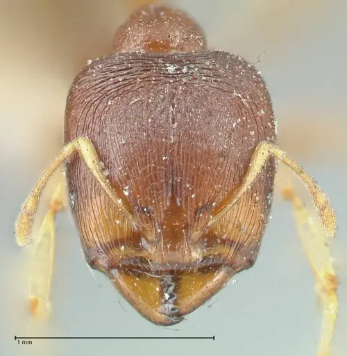 Carebara pygmaea - FOCOL1913