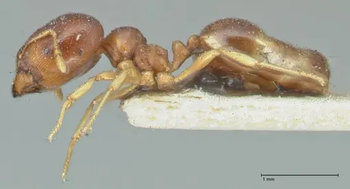 Carebara pygmaea - FOCOL1913