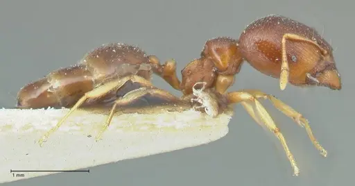 Carebara pygmaea - FOCOL1913