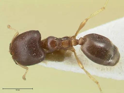 Carebara pygmaea - FOCOL1914