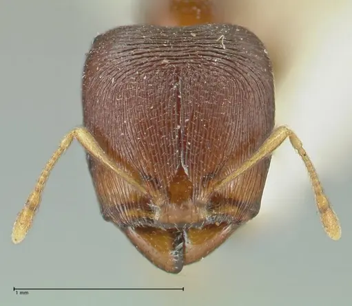 Carebara pygmaea - FOCOL1914