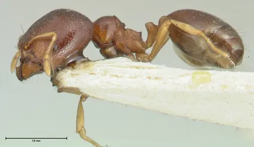 Carebara pygmaea - FOCOL1914