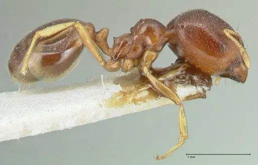 Carebara pygmaea - FOCOL1914