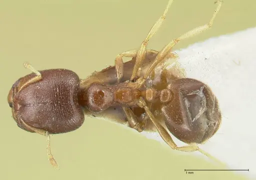 Carebara pygmaea - FOCOL1915