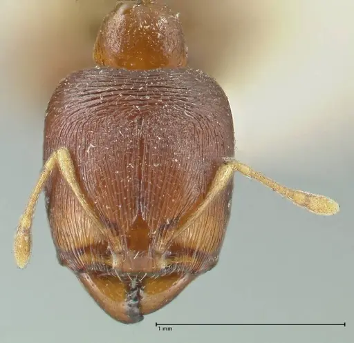 Carebara pygmaea - FOCOL1915