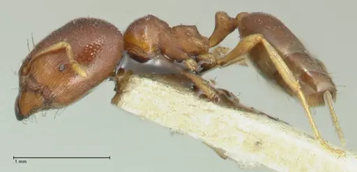 Carebara pygmaea - FOCOL1915