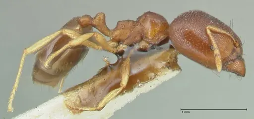 Carebara pygmaea - FOCOL1915