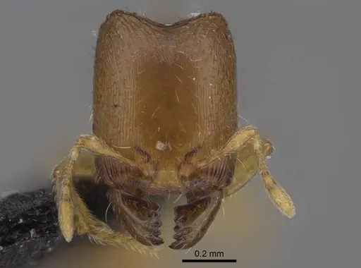 Carebara raberi specimen