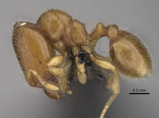 Carebara raberi specimen