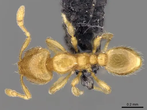 Carebara raberi - CASENT0140575