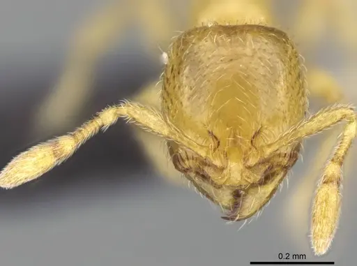 Carebara raberi - CASENT0140575