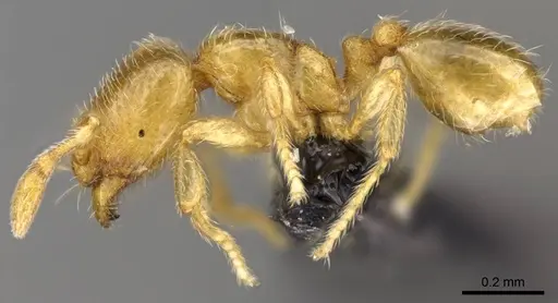 Carebara raberi - CASENT0140575