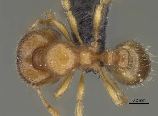 Carebara raberi - CASENT0140585