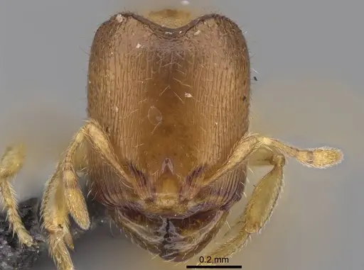 Carebara raberi - CASENT0140585