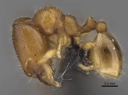 Carebara raberi - CASENT0140585