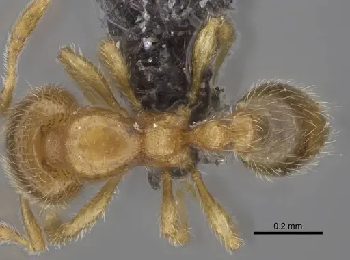 Carebara raberi - CASENT0140590