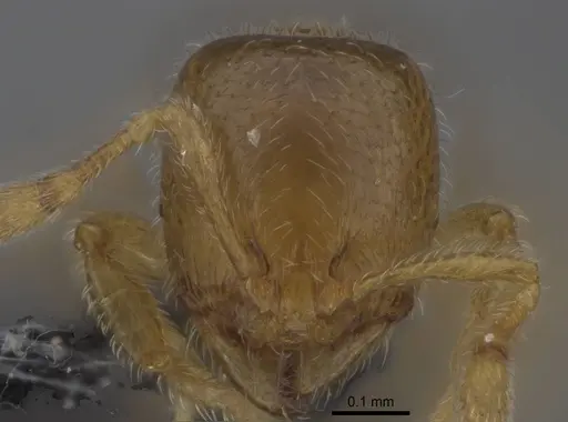 Carebara raberi - CASENT0140590