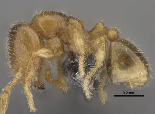 Carebara raberi - CASENT0140590