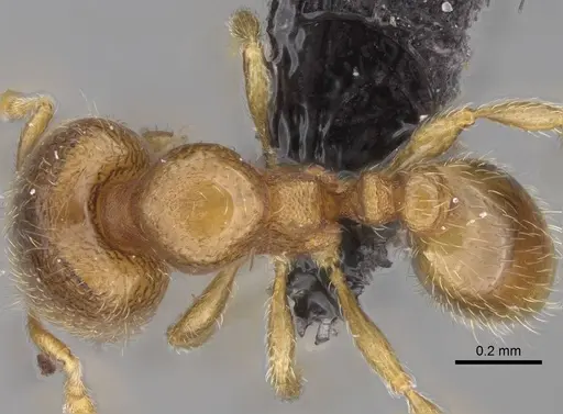 Carebara raberi - CASENT0140593