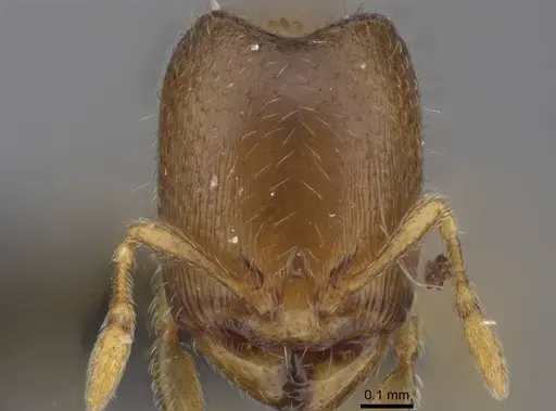 Carebara raberi - CASENT0140593