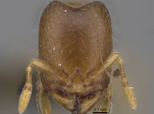 Carebara raberi - CASENT0140593