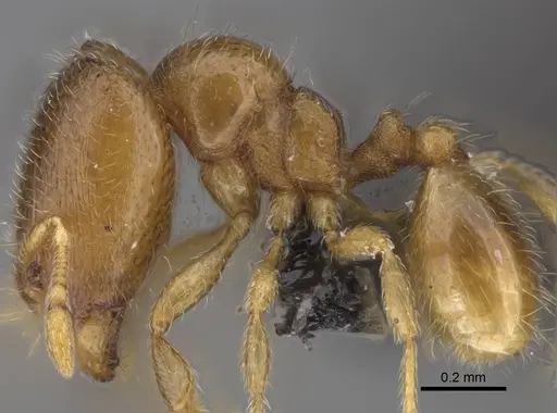 Carebara raberi - CASENT0140593