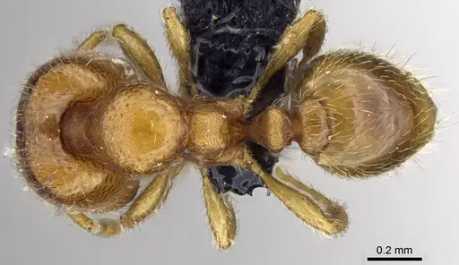 Carebara raberi - CASENT0140594