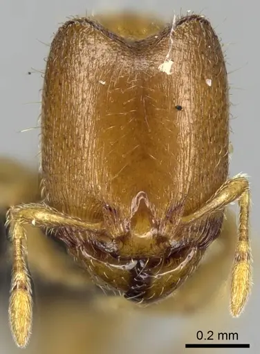 Carebara raberi - CASENT0140594