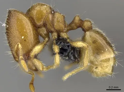 Carebara raberi - CASENT0140594