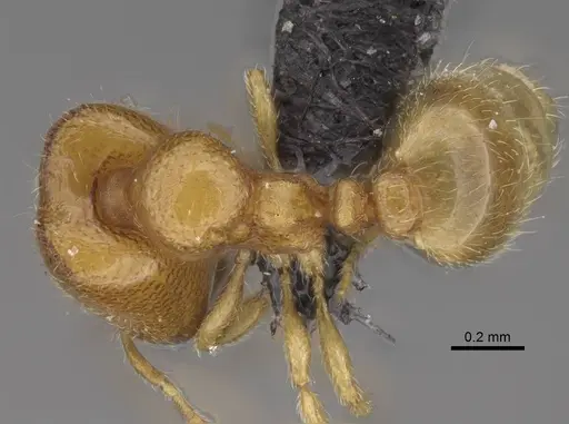 Carebara raberi - CASENT0140597