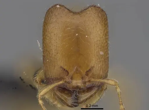 Carebara raberi - CASENT0140597