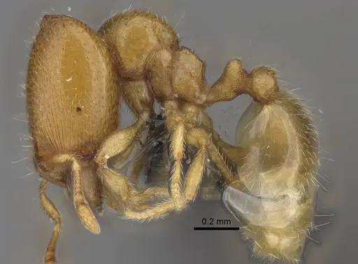 Carebara raberi - CASENT0140597