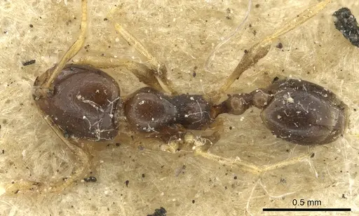 Carebara raberi - CASENT0901421