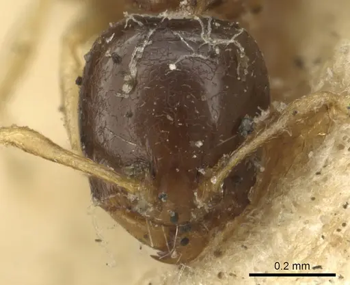 Carebara raberi - CASENT0901421