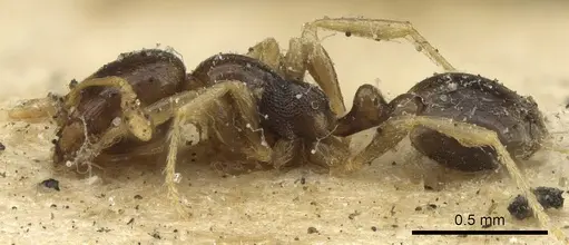 Carebara raberi - CASENT0901421