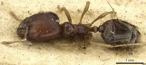 Carebara raberi - CASENT0901422