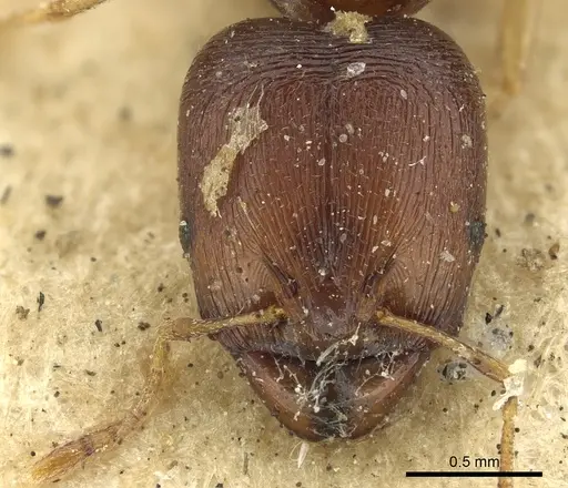 Carebara raberi - CASENT0901422