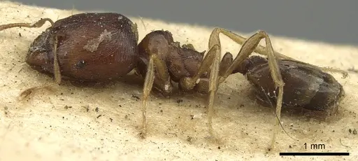 Carebara raberi - CASENT0901422