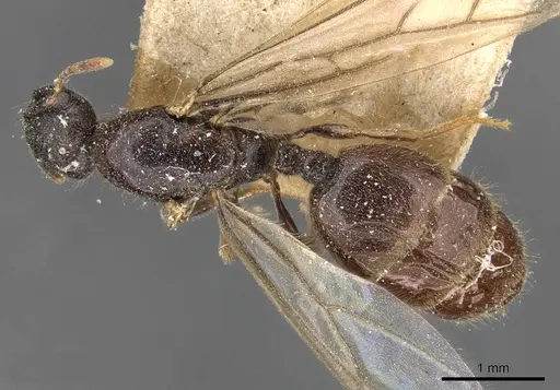 Carebara raja specimen