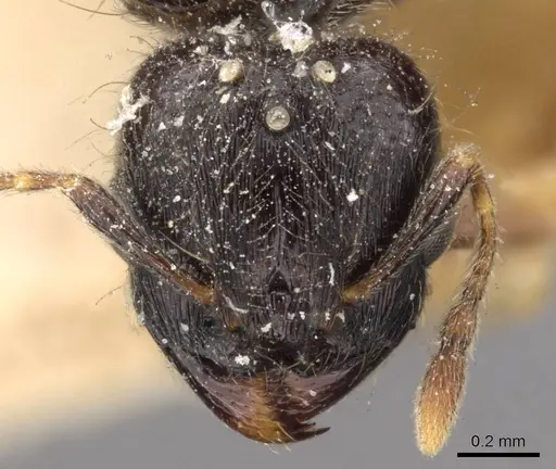 Carebara raja specimen