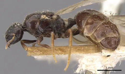 Carebara raja specimen